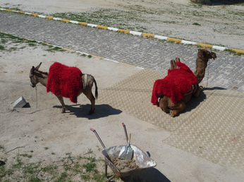 P1040578.JPG 3456x2592 index 334